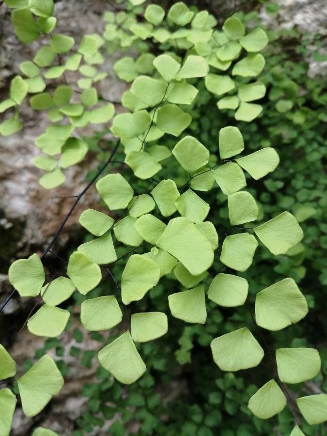 Adiantum jordanii leaf