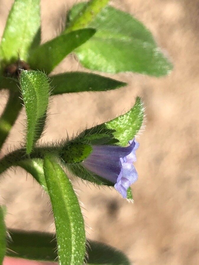 Echium parviflorum flower