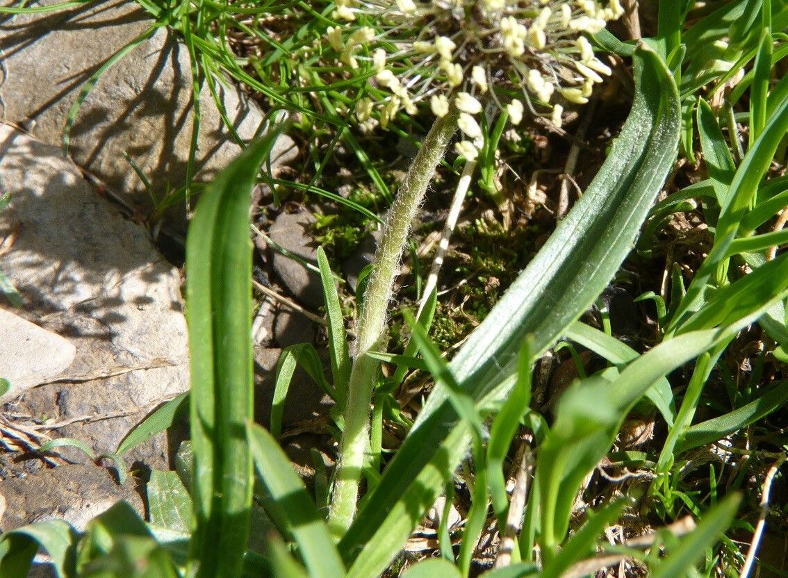 Plantago atrata bark