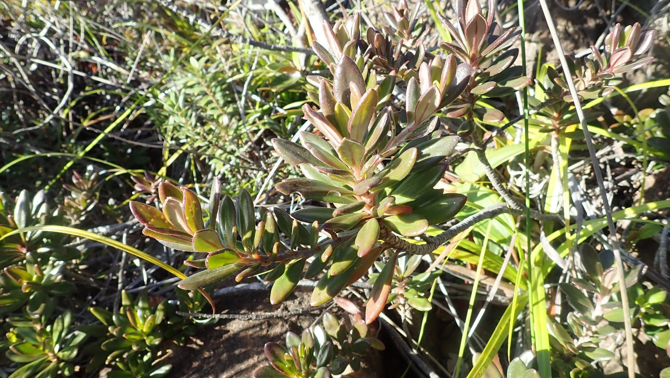 Scaevola barrierei habit