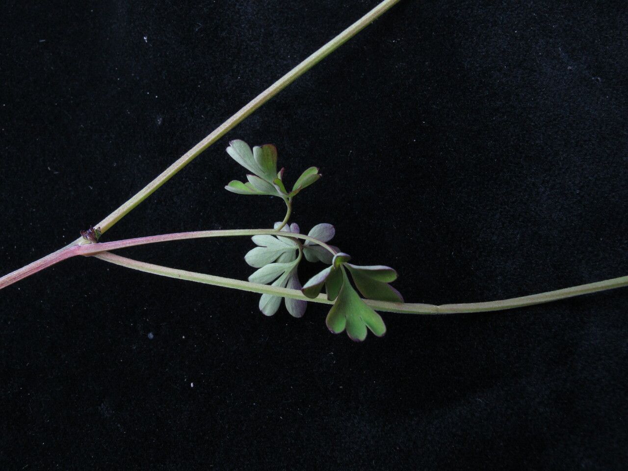 Corydalis filicina — houseplant care guide