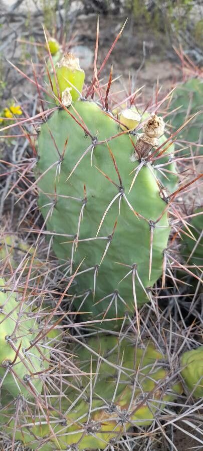 Opuntia sulphurea — search result for 'Opuntia'