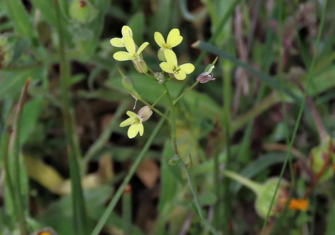 Camelina microcarpa flower