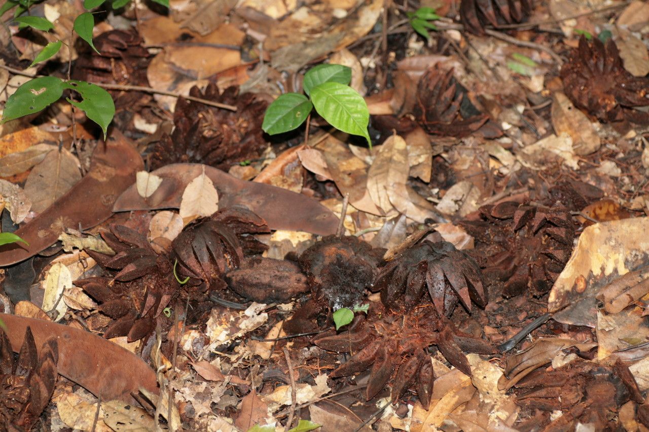 Clusia grandiflora fruit
