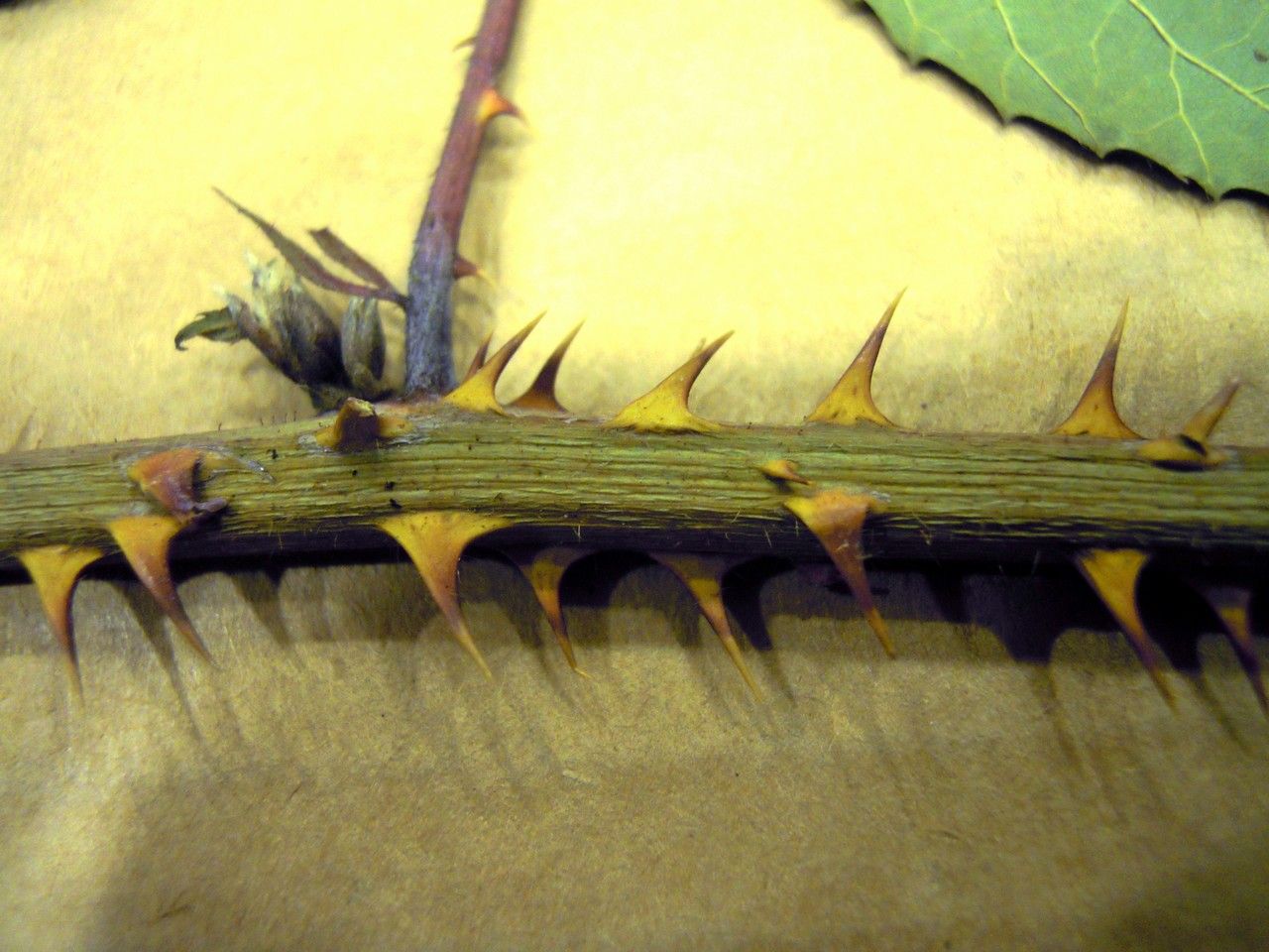 Rubus silvae-bohemicae — houseplant care guide