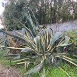 Agave americana
