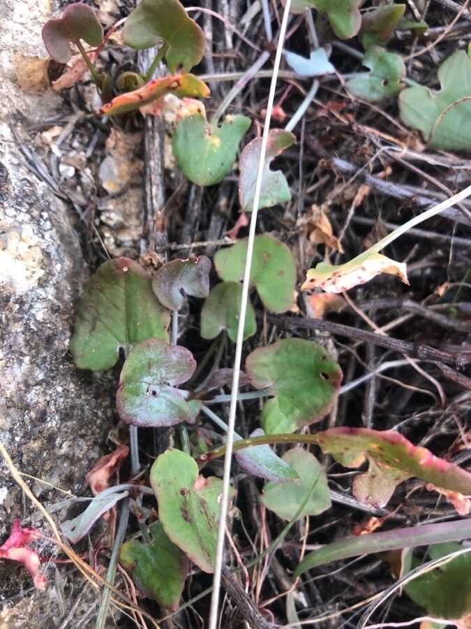 Rumex scutatus — search result for 'Polygonaceae'