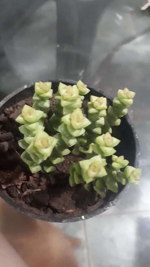 Metrosideros tetrasticha leaf