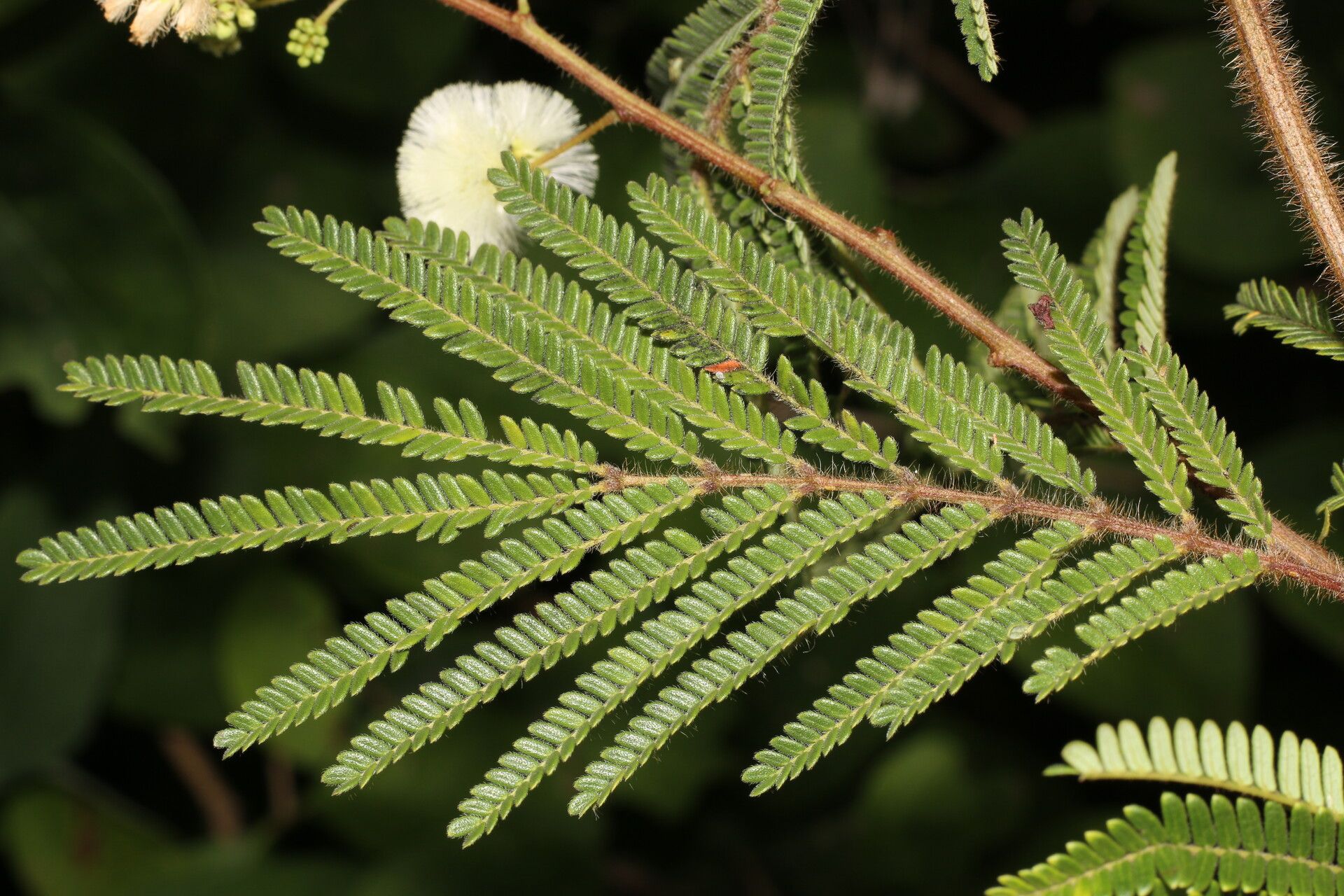 Acaciella villosa — search result for 'Jamaica'