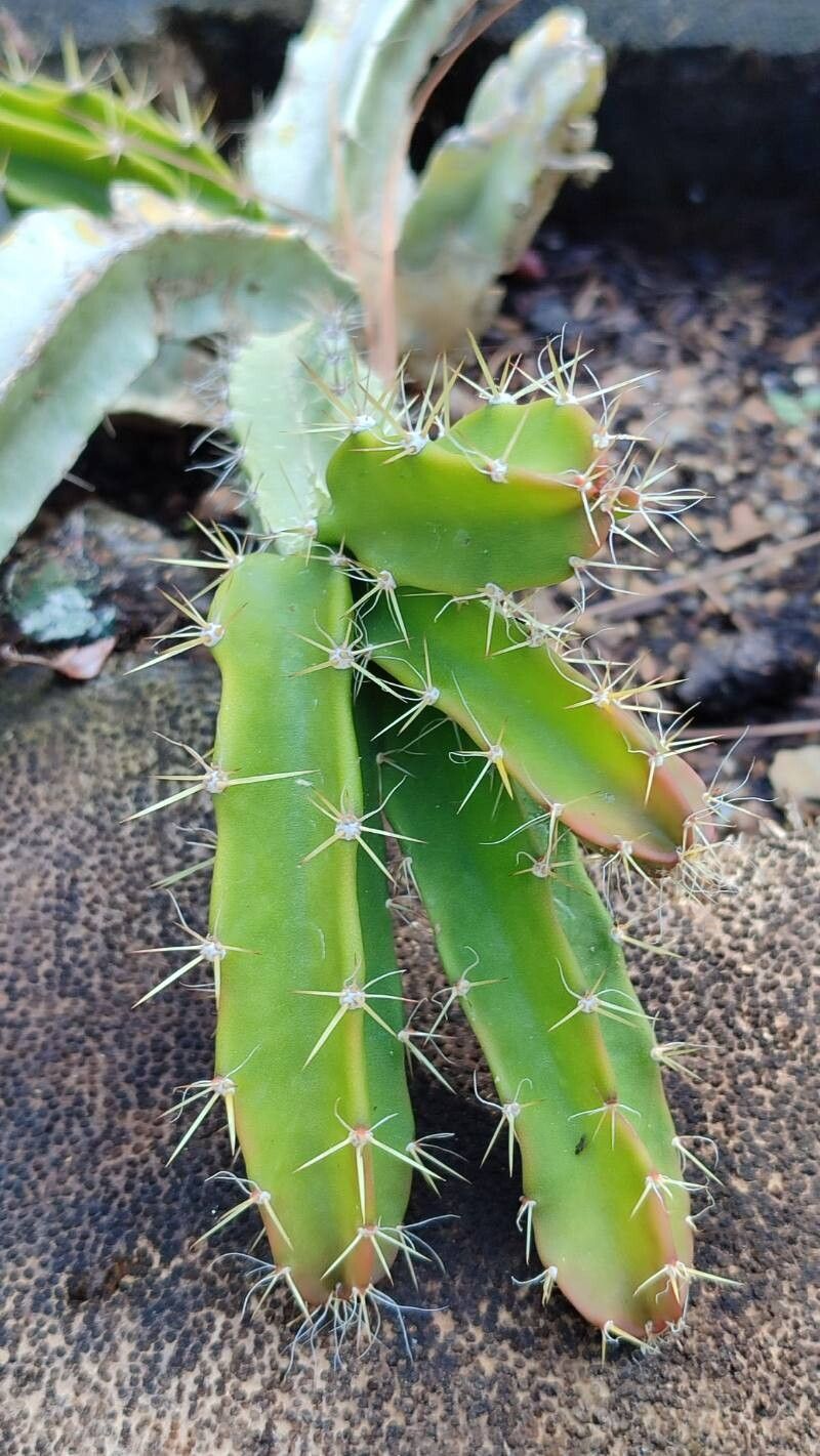 Selenicereus chontalensis leaf