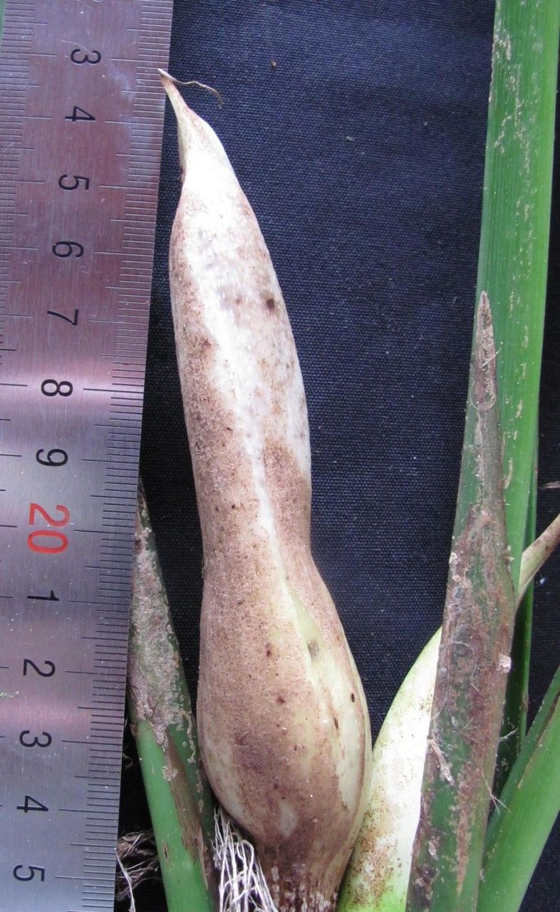 Philodendron jodavisianum fruit