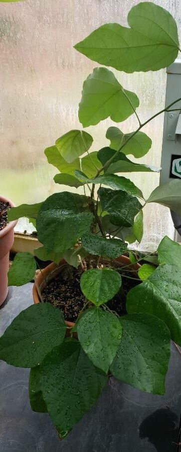 Chondrodendron tomentosum habit
