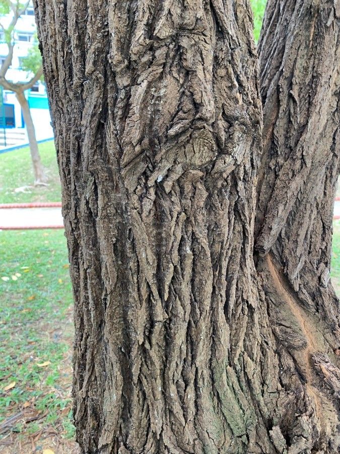 Fagraea fragrans bark
