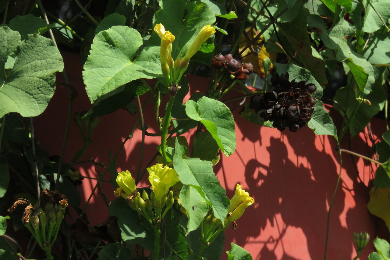 Merremia umbellata fruit