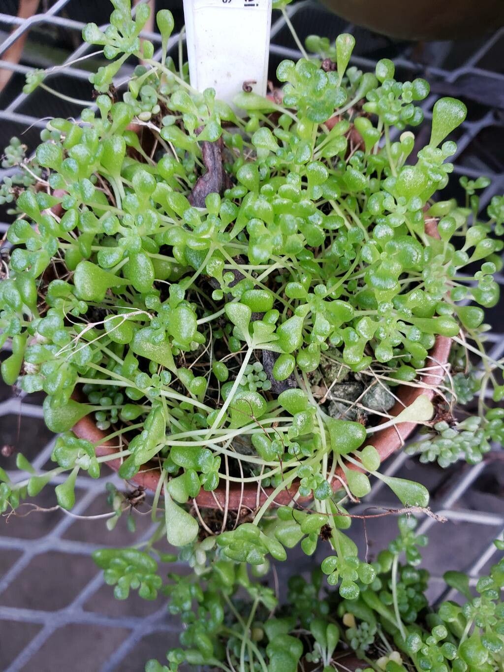 Monanthes lowei — houseplant care guide