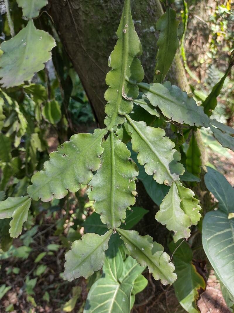 Rhipsalis oblonga leaf