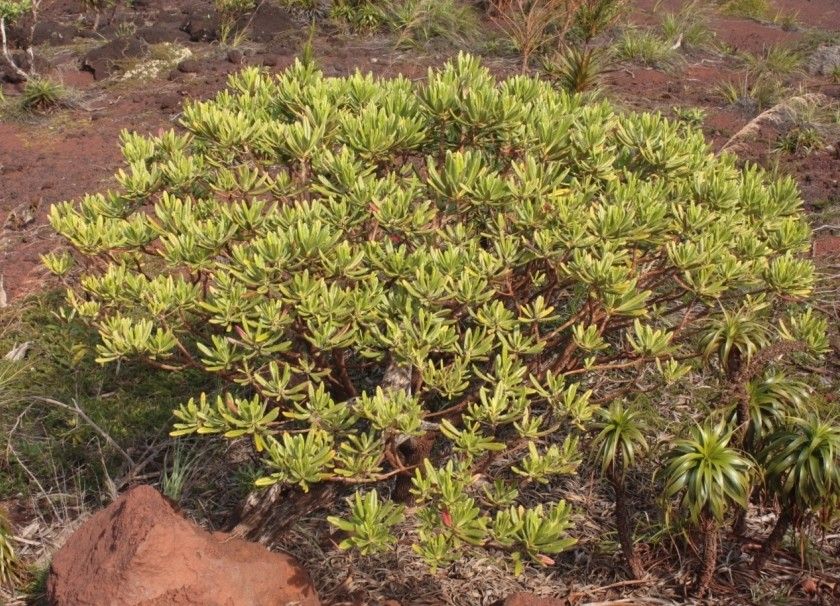 Scaevola balansae habit