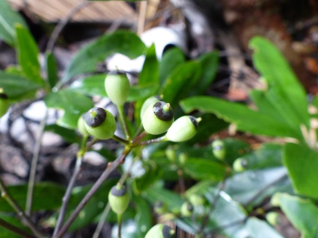 Plerandra baillonii fruit