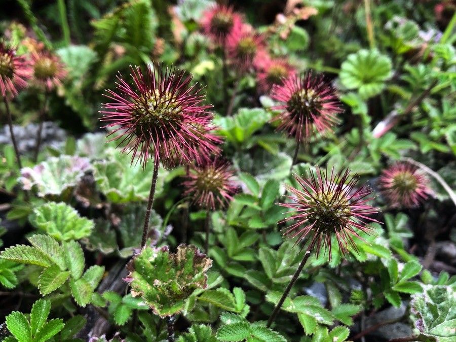 Acaena novae-zelandiae flower