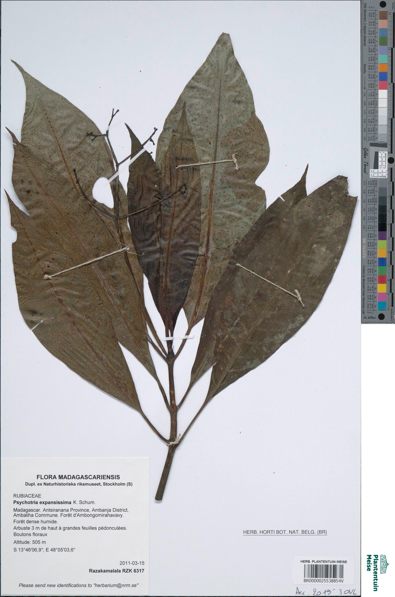 Psychotria expansissima — houseplant care guide