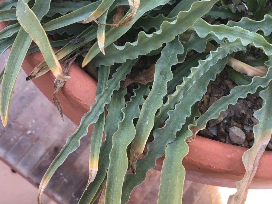 Drimia purpurascens leaf