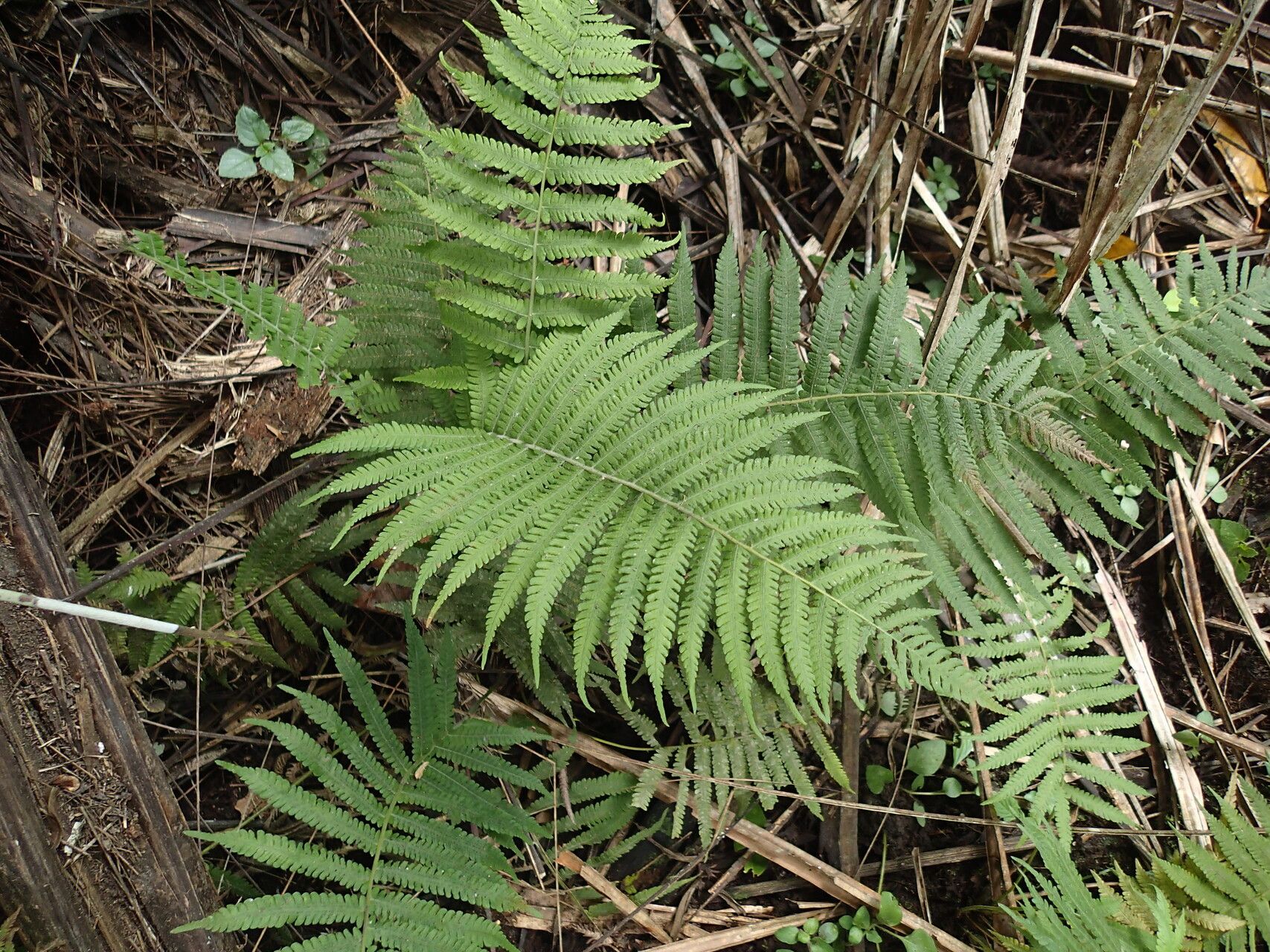 Thelypteris hispidula habit