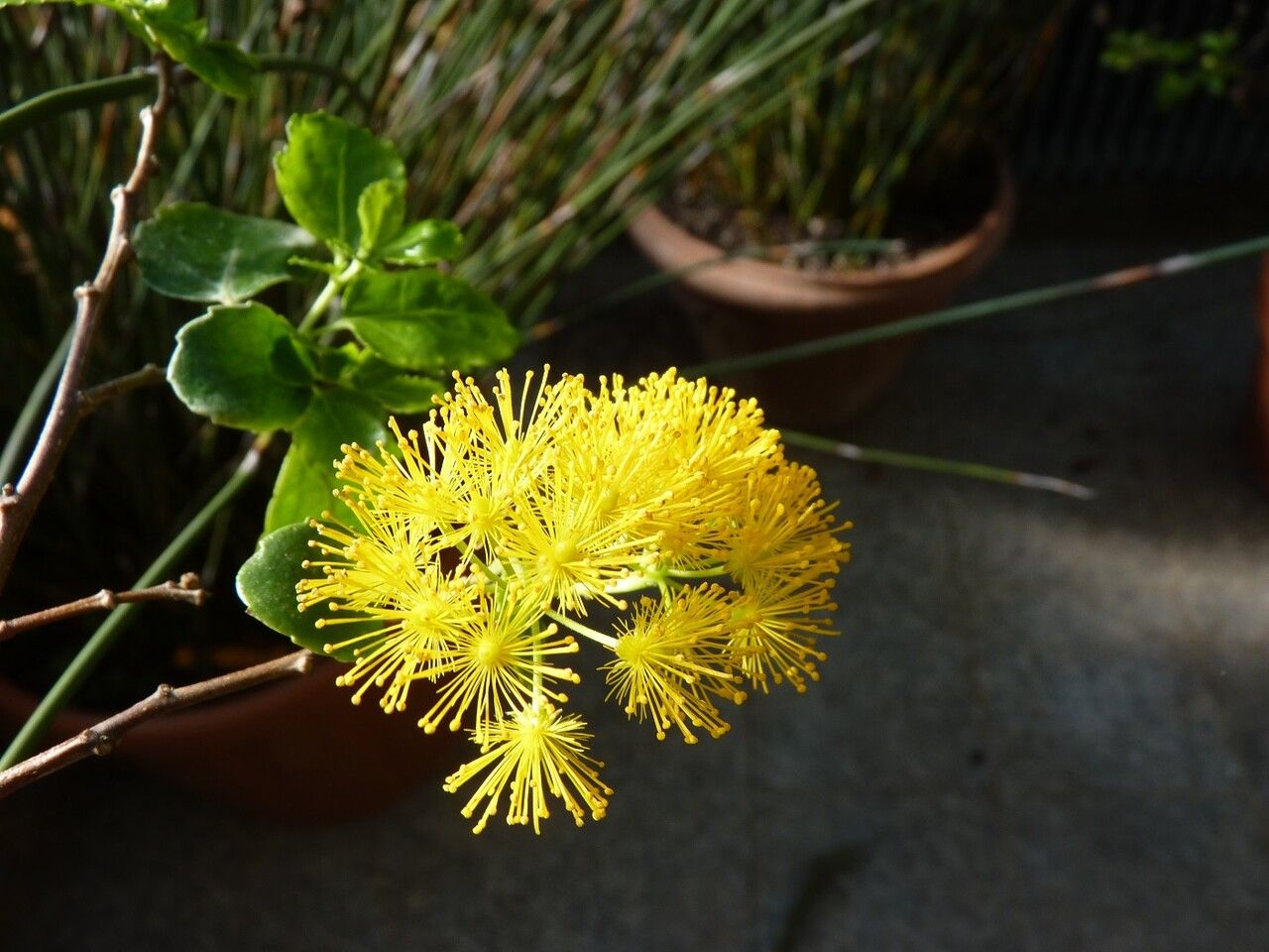 Azara dentata flower