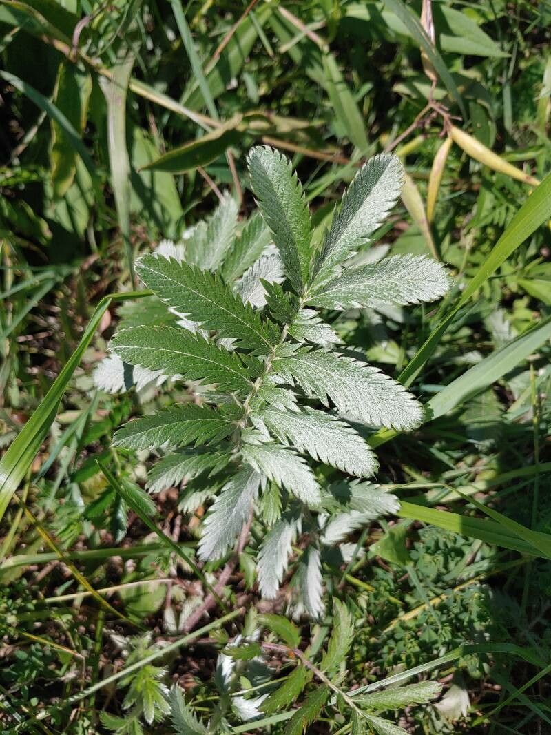 Argentina anserina fruit