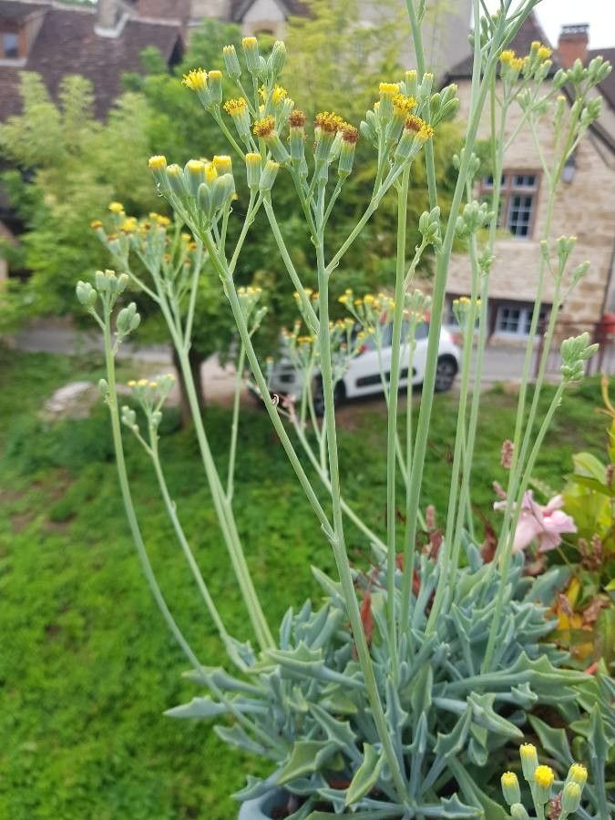 Senecio kleiniiformis habit