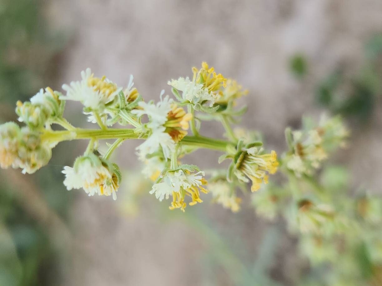 Reseda arabica flower