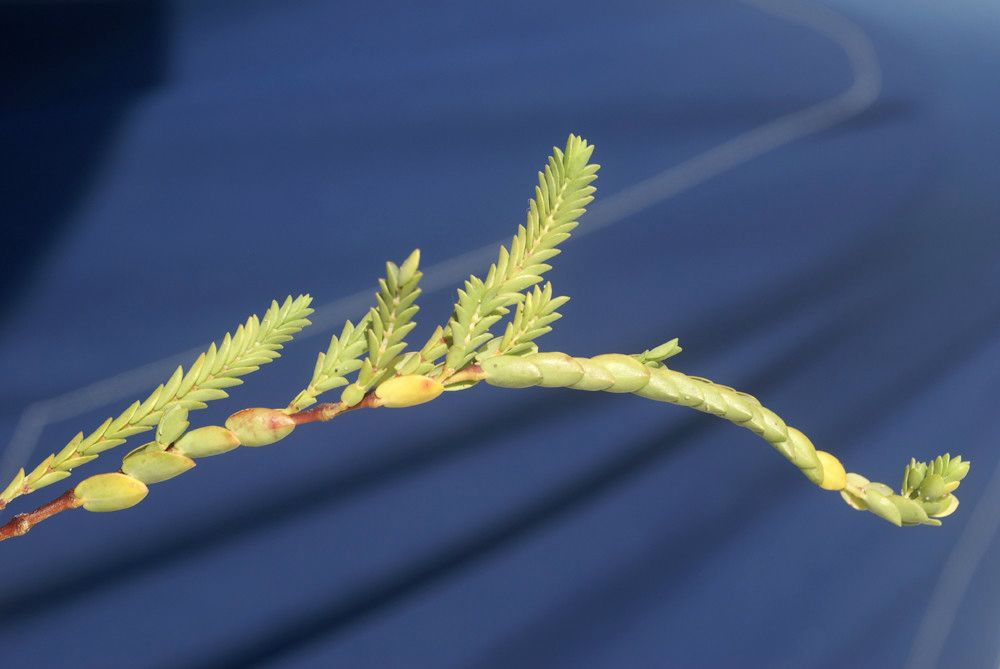 Euphorbia mesembrianthemifolia fruit