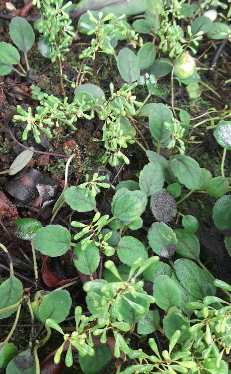 Pilea nipensis habit
