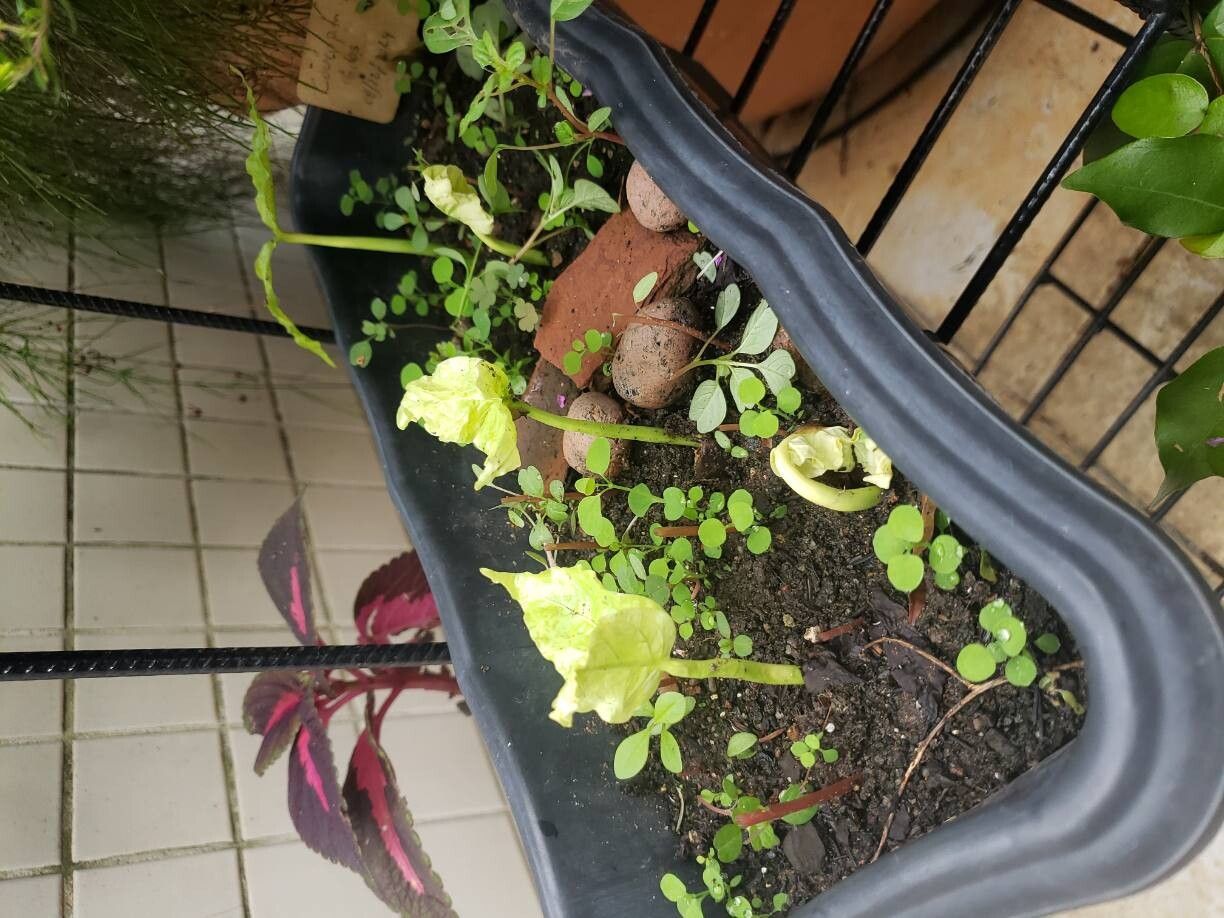 Couroupita subsessilis habit