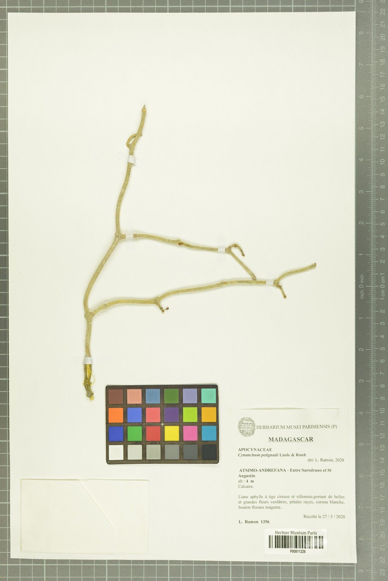 Cynanchum petignatii — houseplant care guide