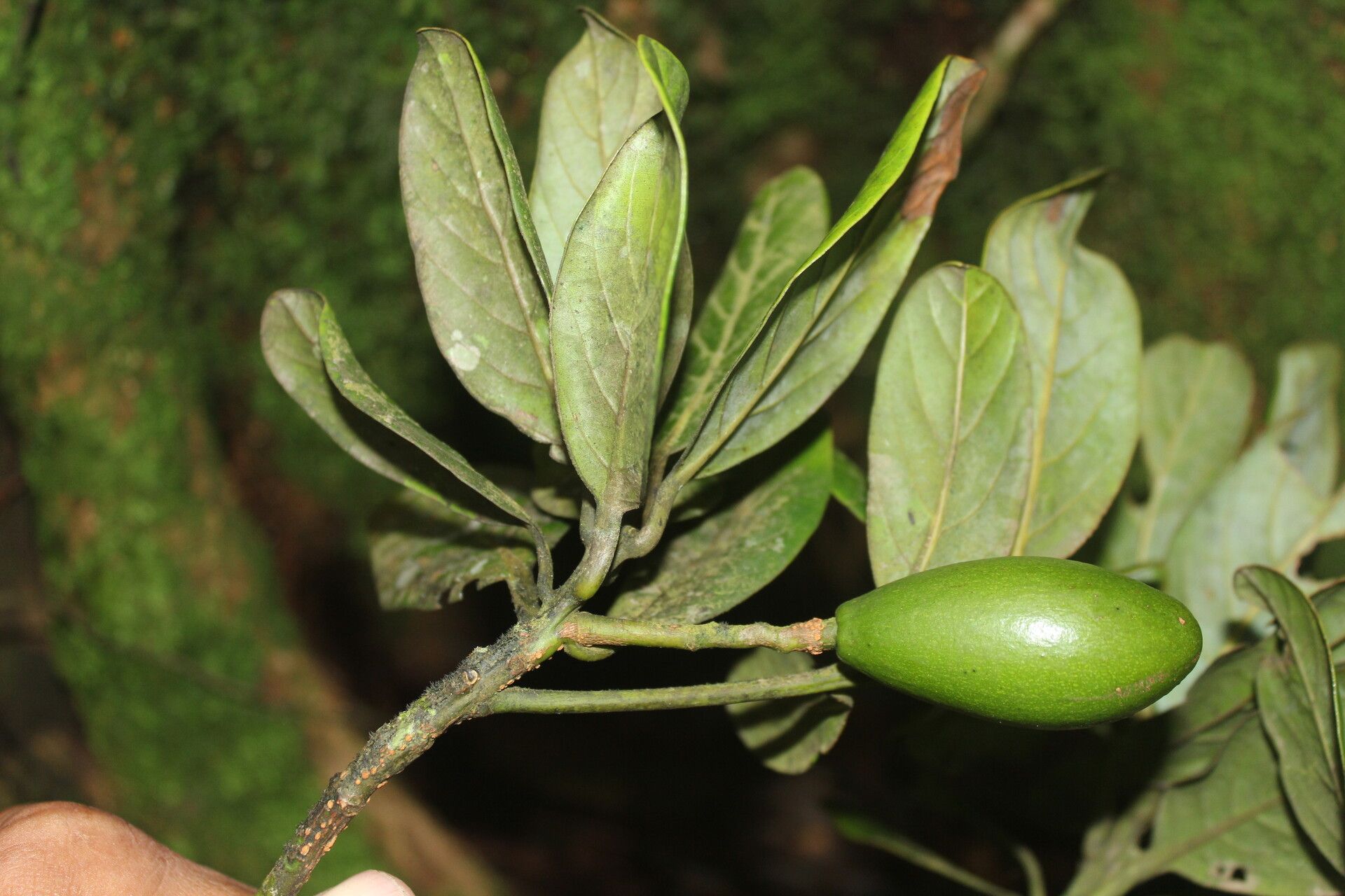 Beilschmiedia tilaranensis fruit
