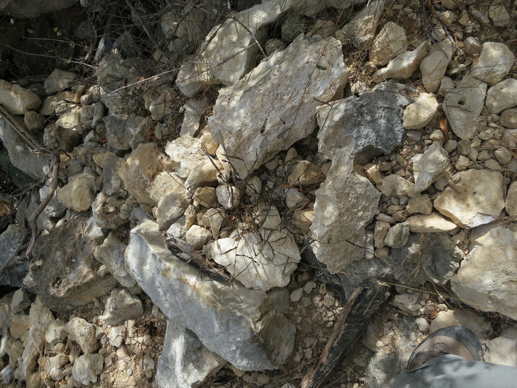 Acroceras calcicola — related species from the same genus