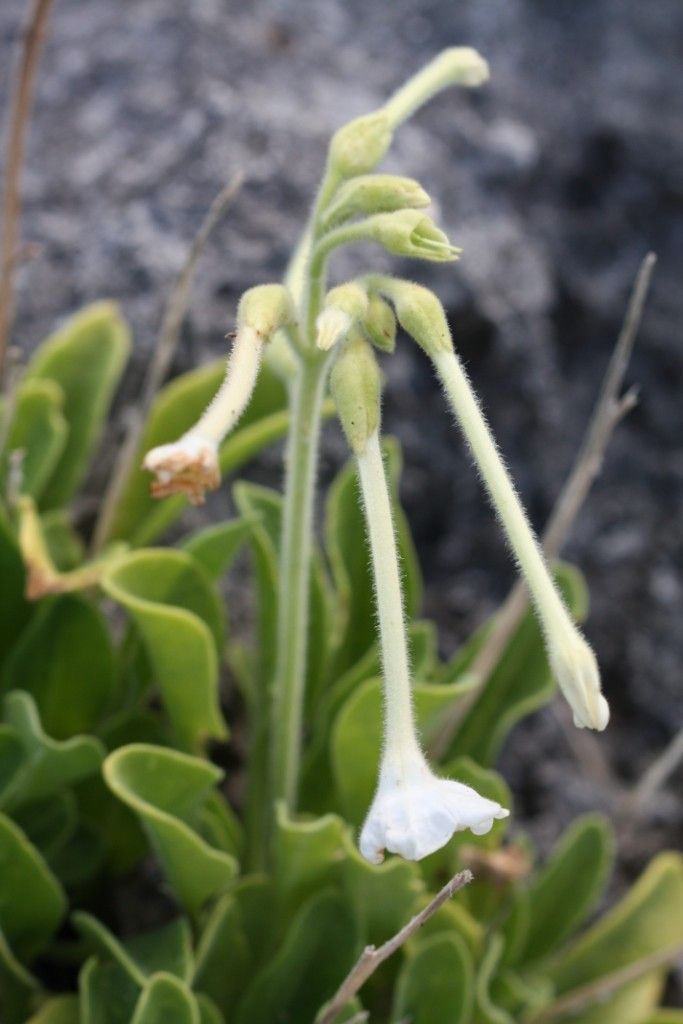 Nicotiana fragrans fruit
