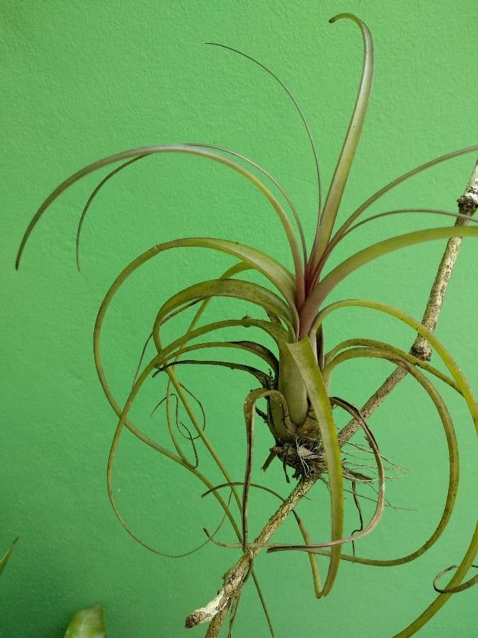Tillandsia bulbosa