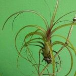 Tillandsia bulbosa