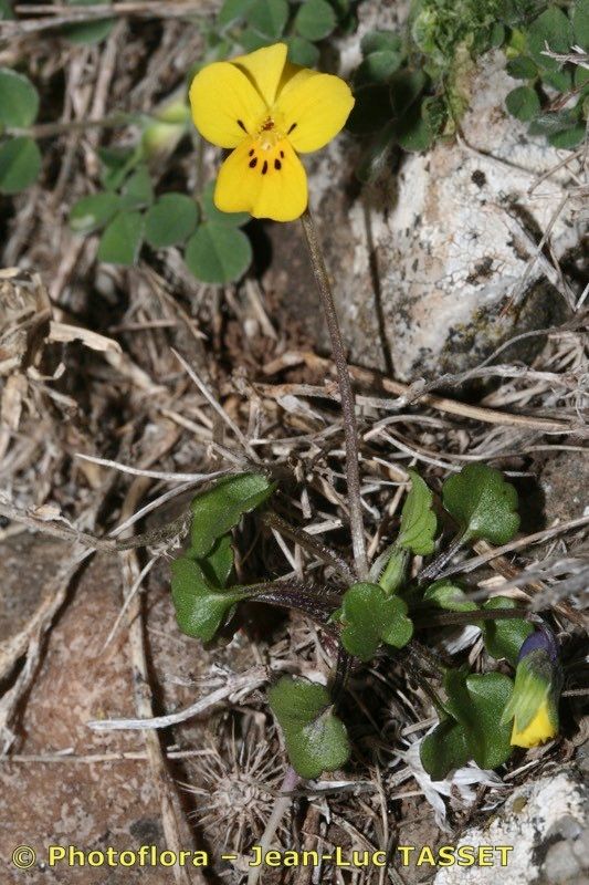 Viola demetria habit