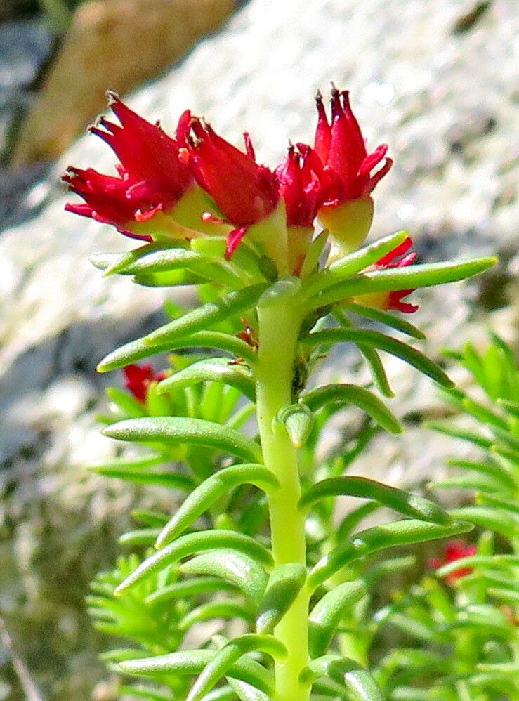 Rhodiola fastigiata — related species from the same genus