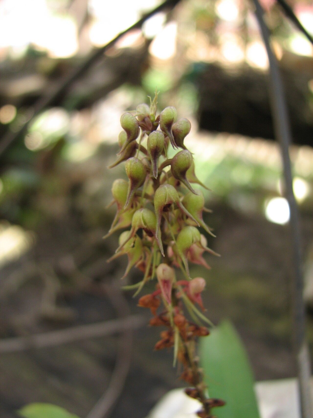 Polystachya adansoniae — related species from the same genus