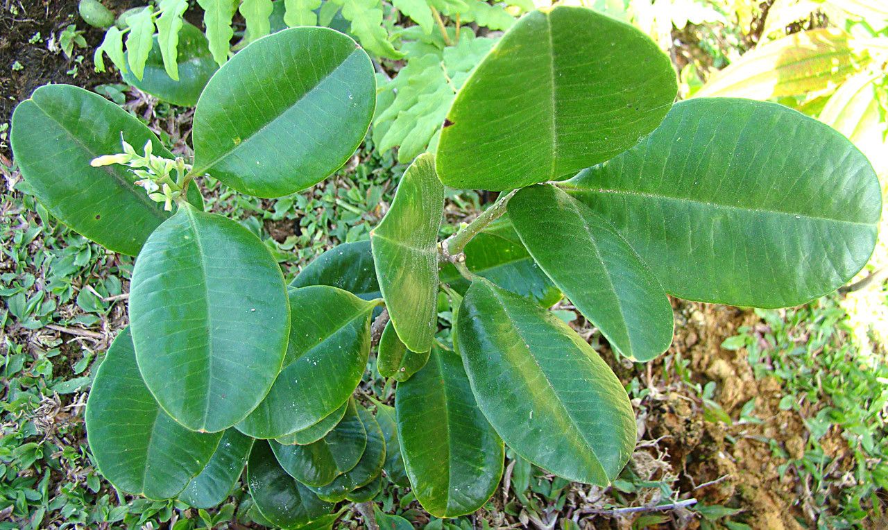 Alyxia oubatchensis habit