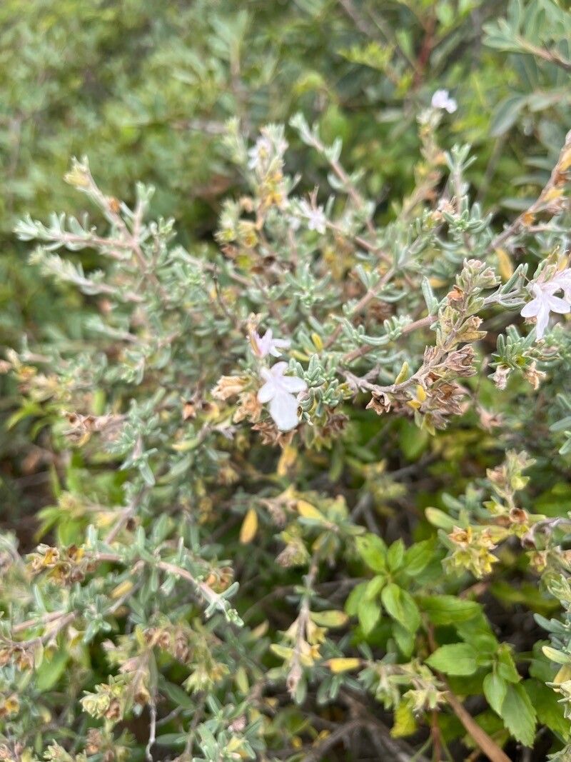 Teucrium brevifolium flower