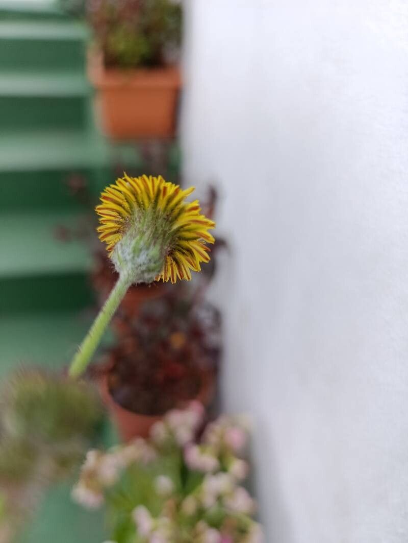 Sonchus wightianus flower