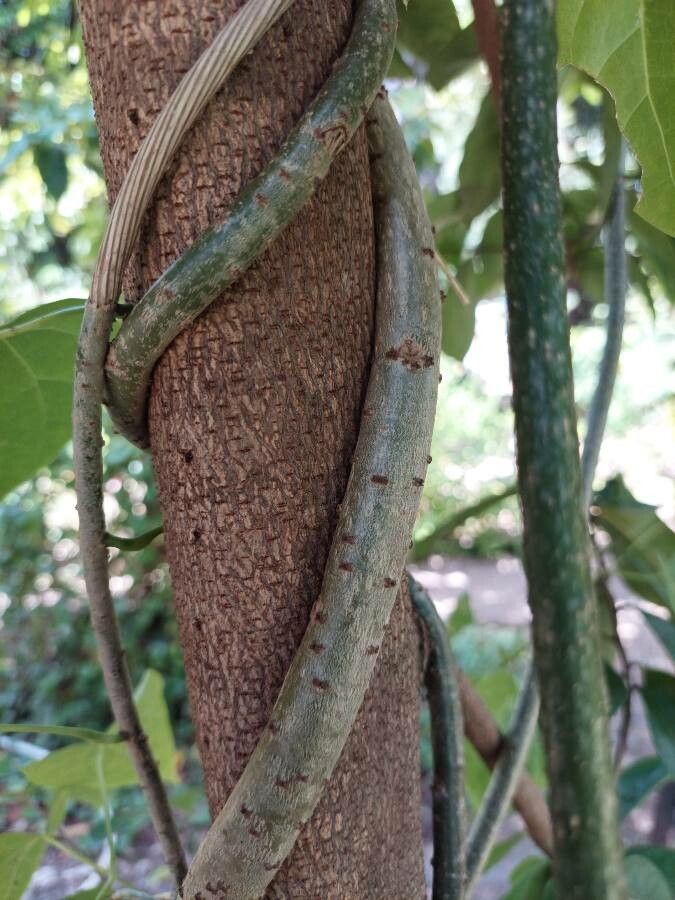 Tinospora crispa bark