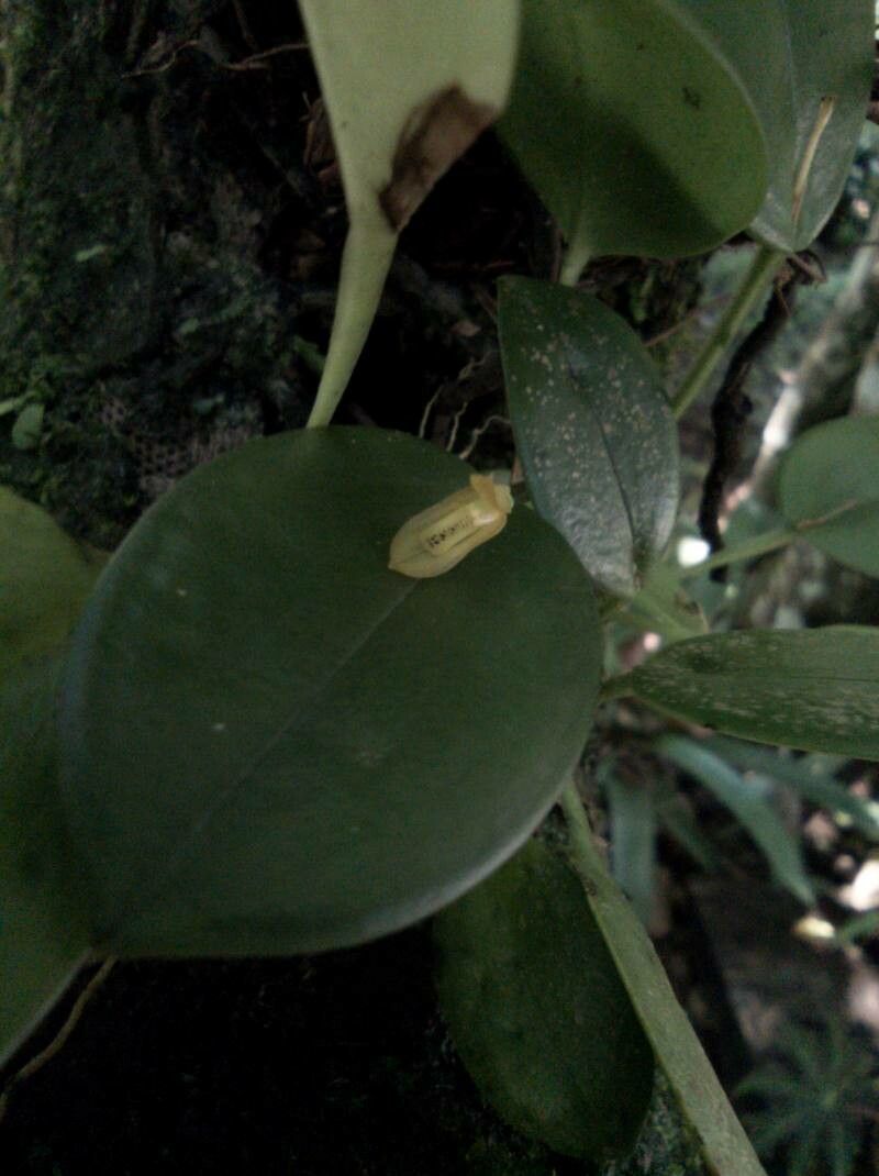 Acianthera luteola — houseplant care guide