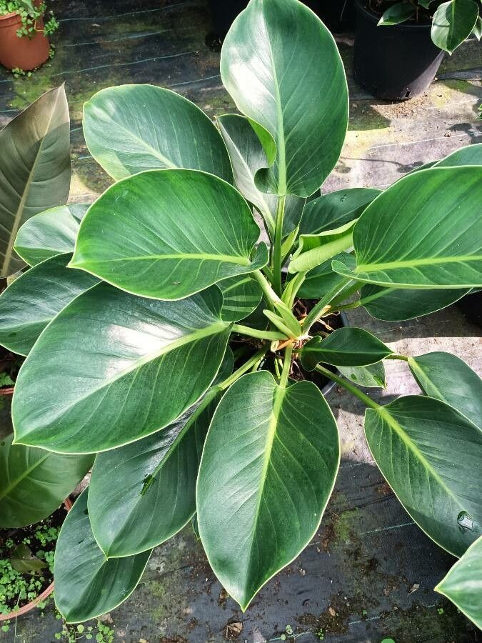Philodendron tatei leaf