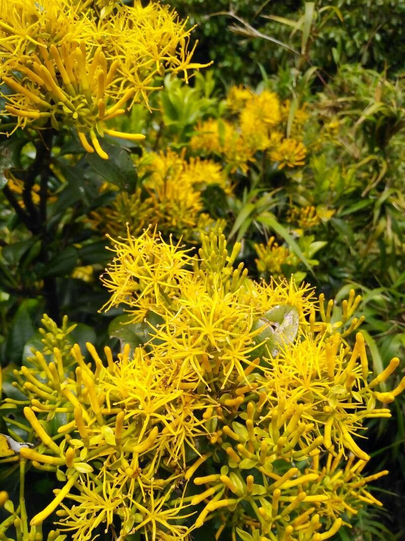 Gaiadendron punctatum flower