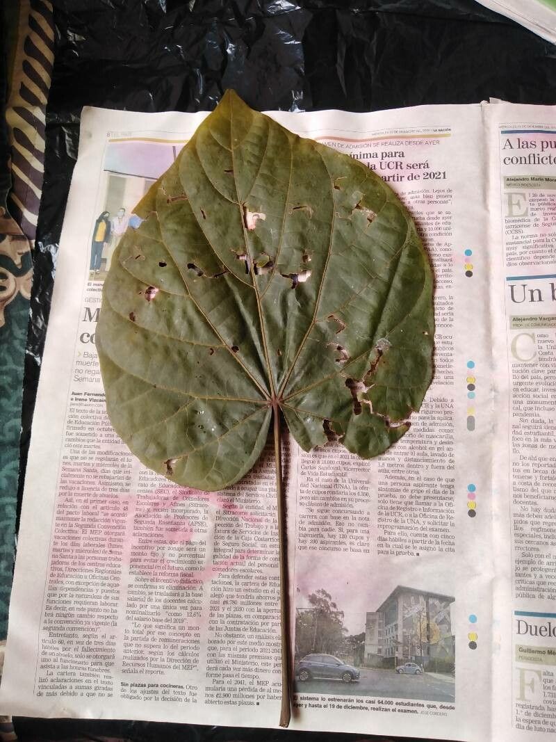 Christiana africana leaf